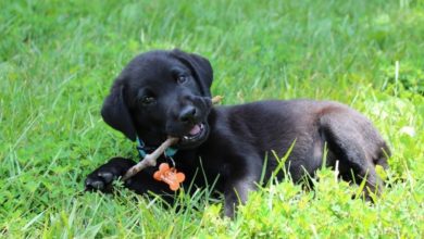 #NationalPuppyDay – Puppy inspired jewellery