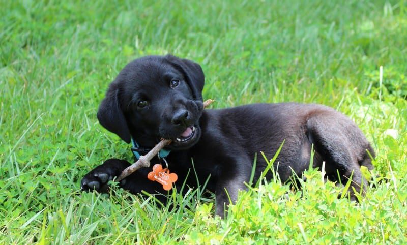 #NationalPuppyDay – Puppy inspired jewellery