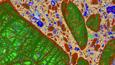 A plant that sniffs out diamonds