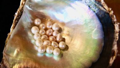 The rarest pearl of all – The Cozumel Pearl